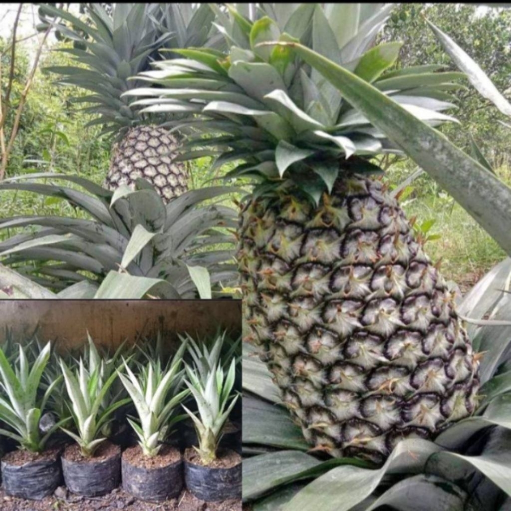 COD Bibit nanas madu super jumbo unggulan