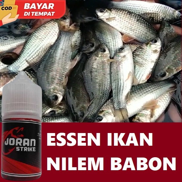 ESSEN IKAN NILEM BABON TERBAIK PALING JITU ISI 30ML | INDO ESSEN JORAN STRIKE