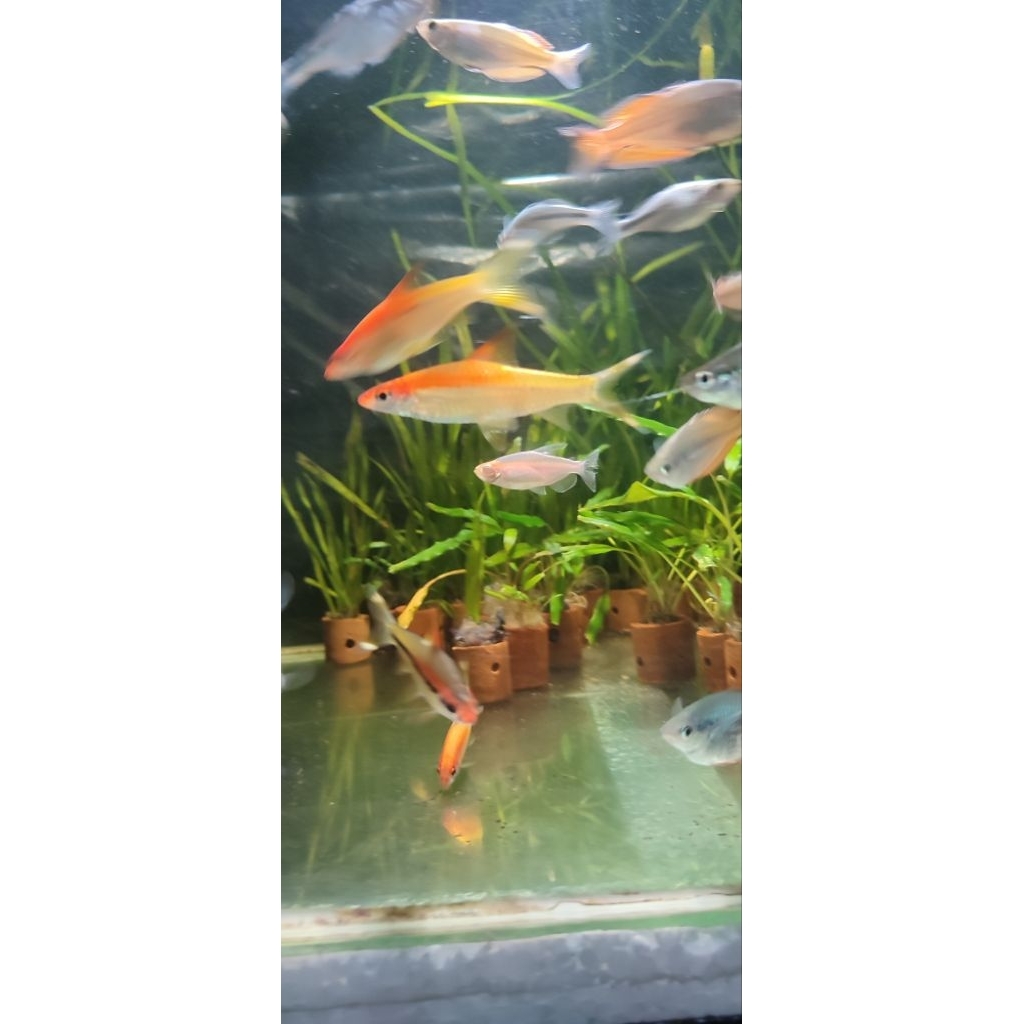 puntius denisoni golden