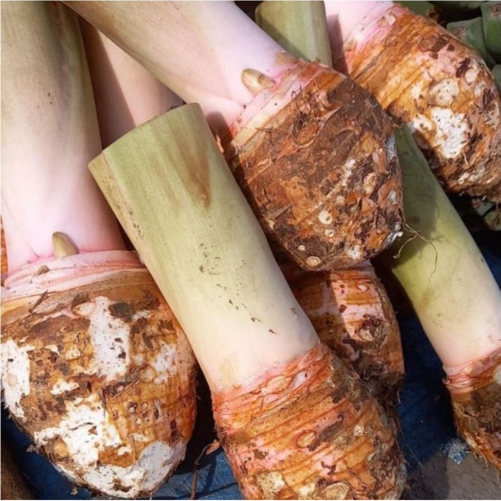 Talas/Taleus Ketan Bogor harga murah