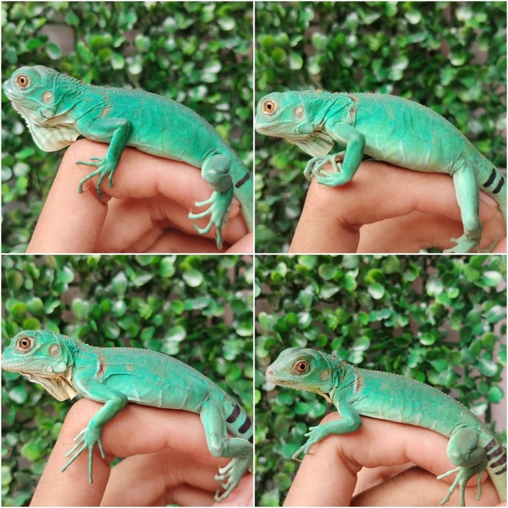 Iguana Baby Blue 27cm (bisa pilih)