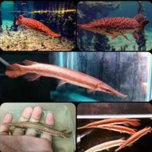 FLORIDA RED GAR UKURAN 13-15 CM