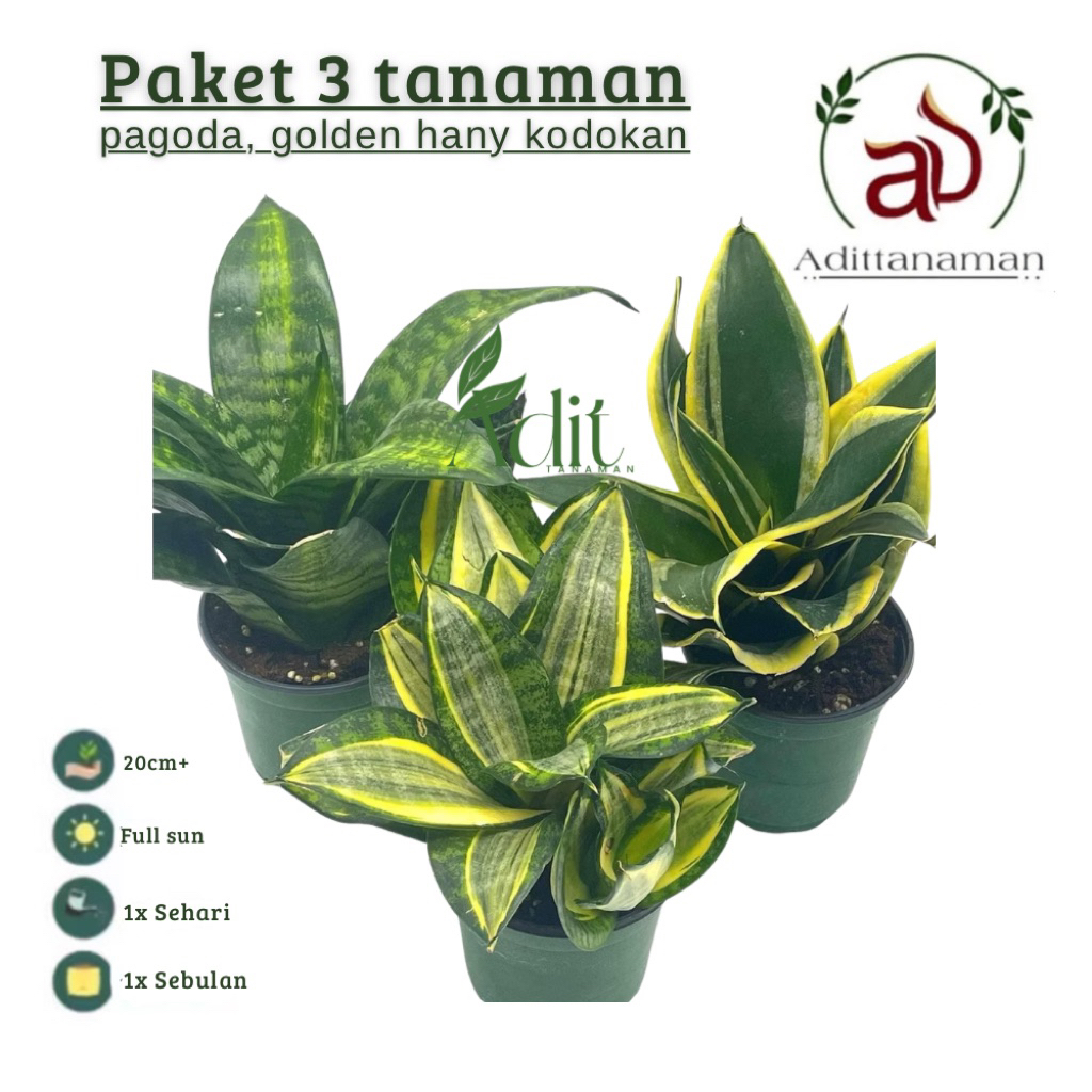Paket 3 Tanaman Sansivera Mini - Sansivera Golden Hanni - Sansivera Pagoda - Sansivera Kodokan Hijau