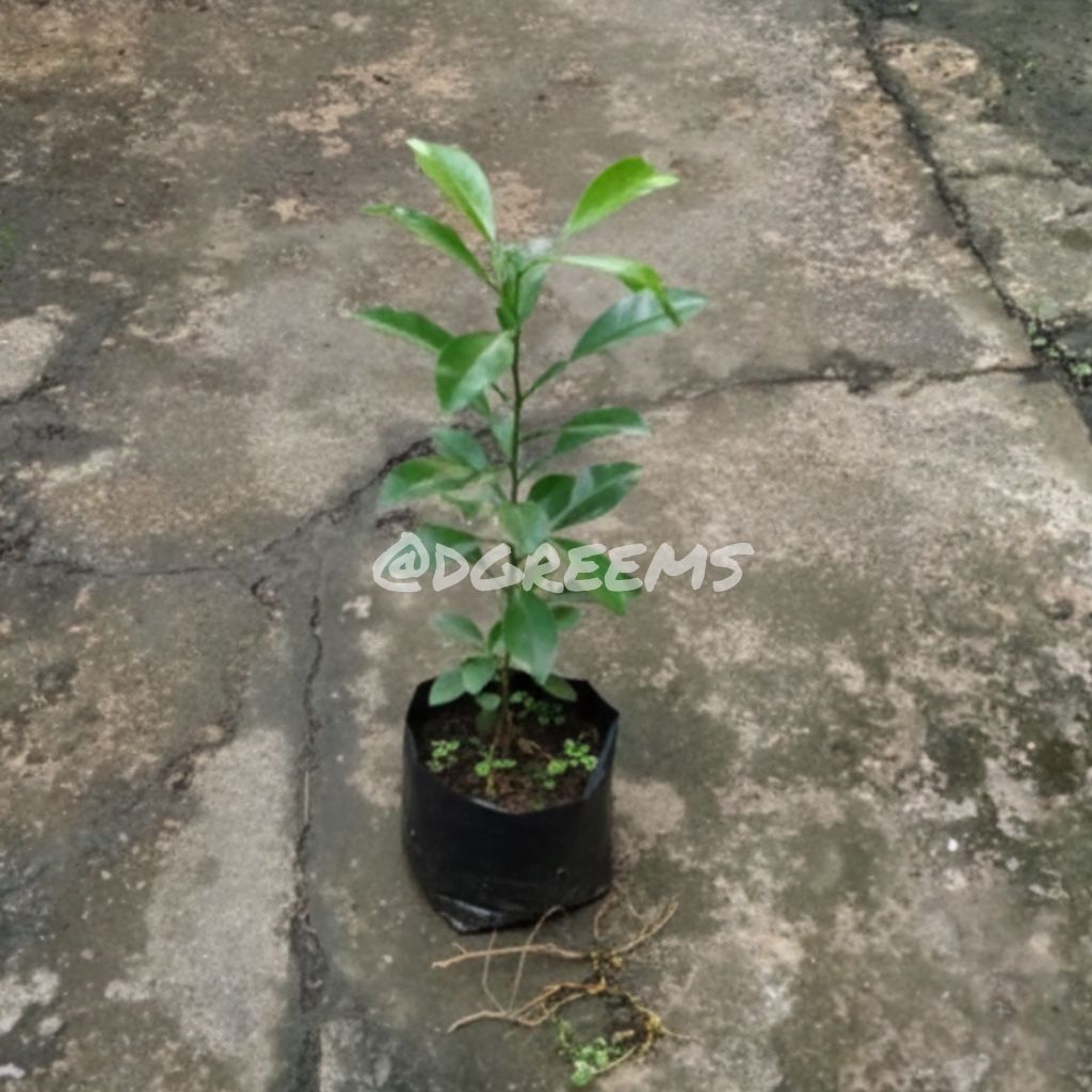 Jeruk Limau Kuit Bibit Pohon