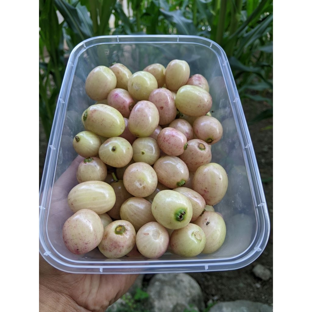 Buah Jamblang Putih Manis / Buah Juwet Putih Manis fresh 1kg