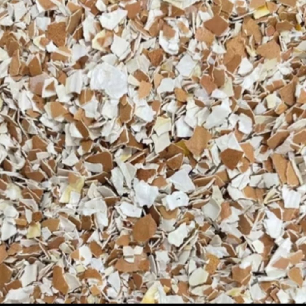 Cangkang Telur, Telur Cangkang, Kulit Telur