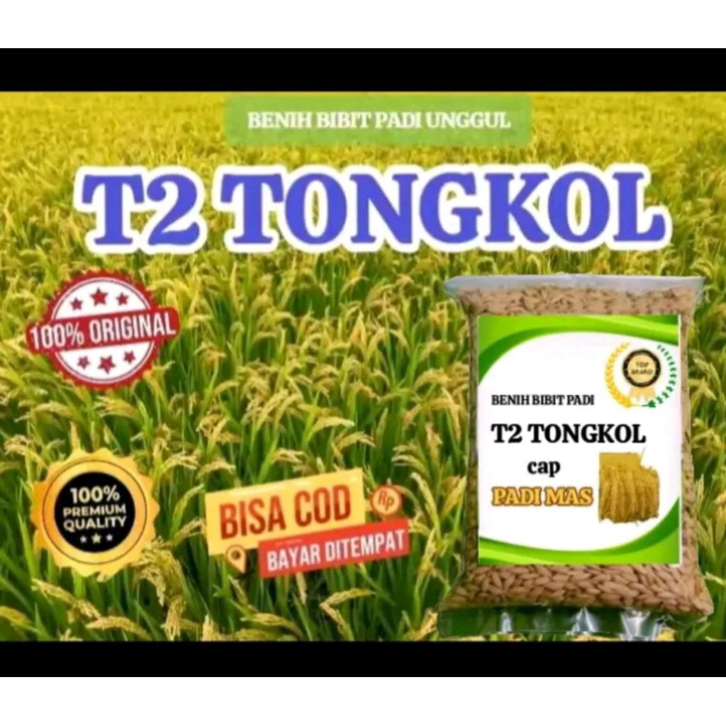 BENIH BIBIT PADI T2 TONGKOL UNGGUL BERKUALITAS KEMASAN 5KG