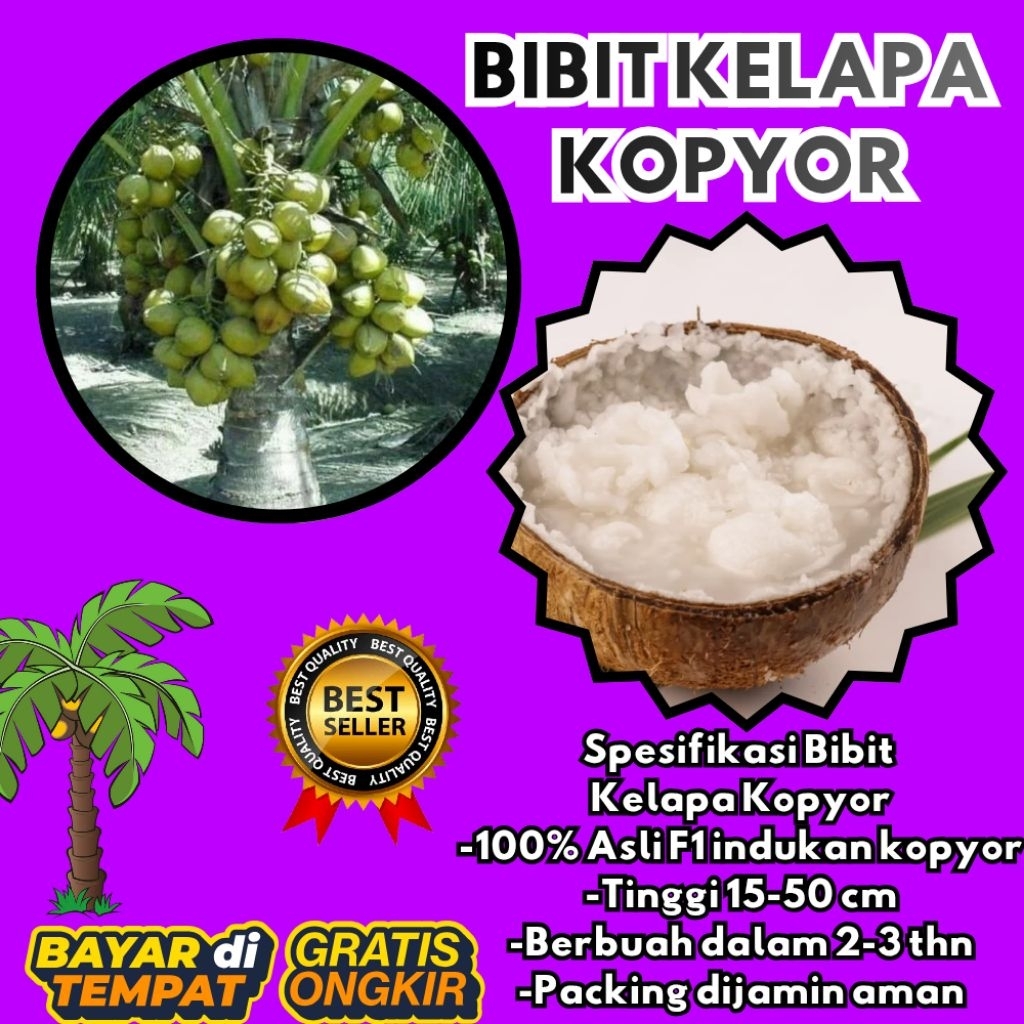TERPERCAYA  Bibit Kelapa Kopyor Trubus