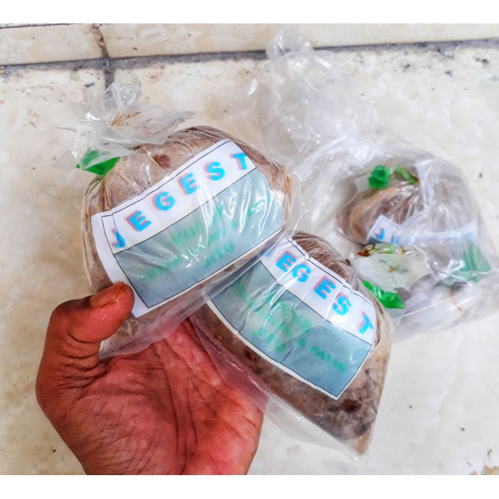 umpan mancing baung jitu KUCUR JEGEST