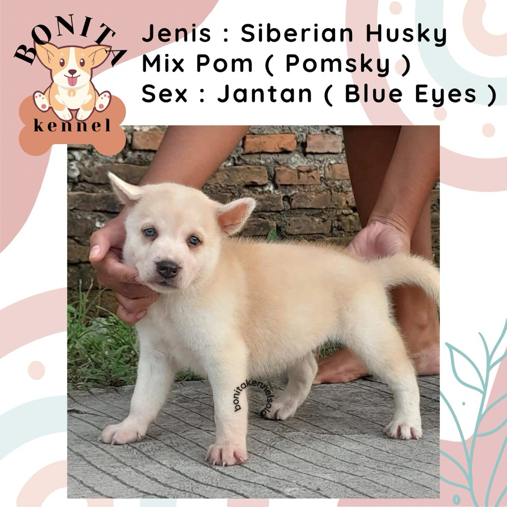 Siberian Husky Mix Mini Pom Pomsky Anak Anjing Husky Mini Pom Jantan Betina
