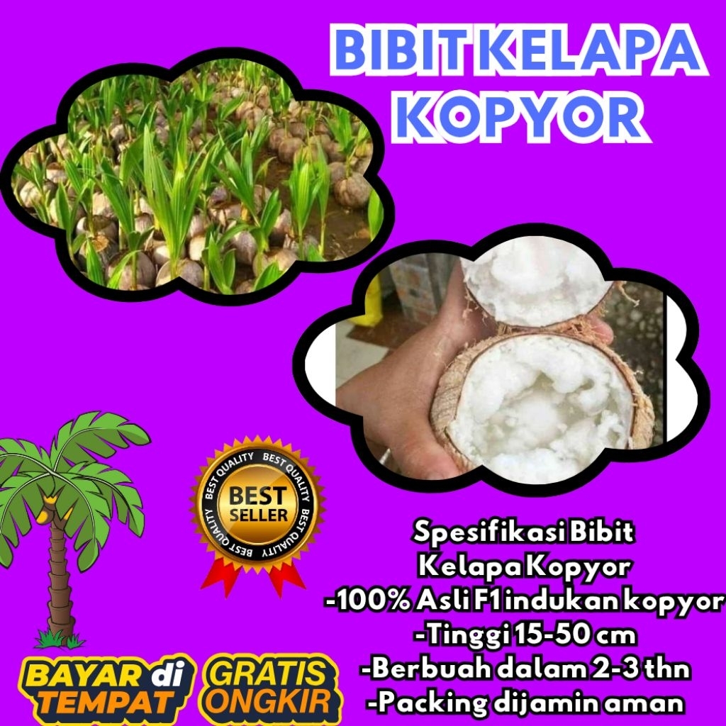 POHON PENDEK  Benih Kelapa Kopyor Kultur Jaringan, Benih Kelapa Kopyor Madu