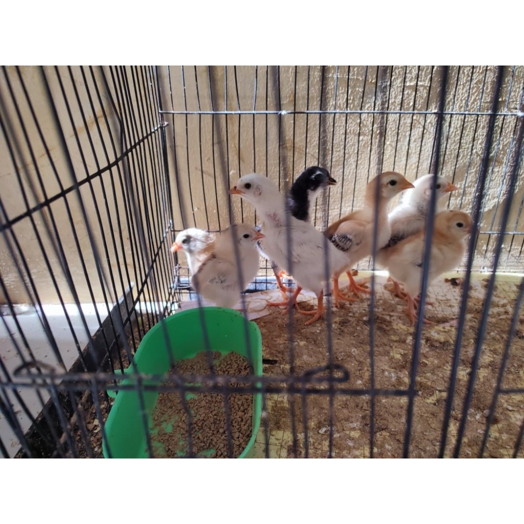 anakan ayam kampung asli