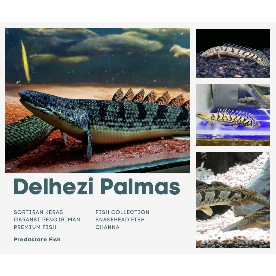 Palmas Delhezi Ikan Sehat Garansi 100% Pengiriman