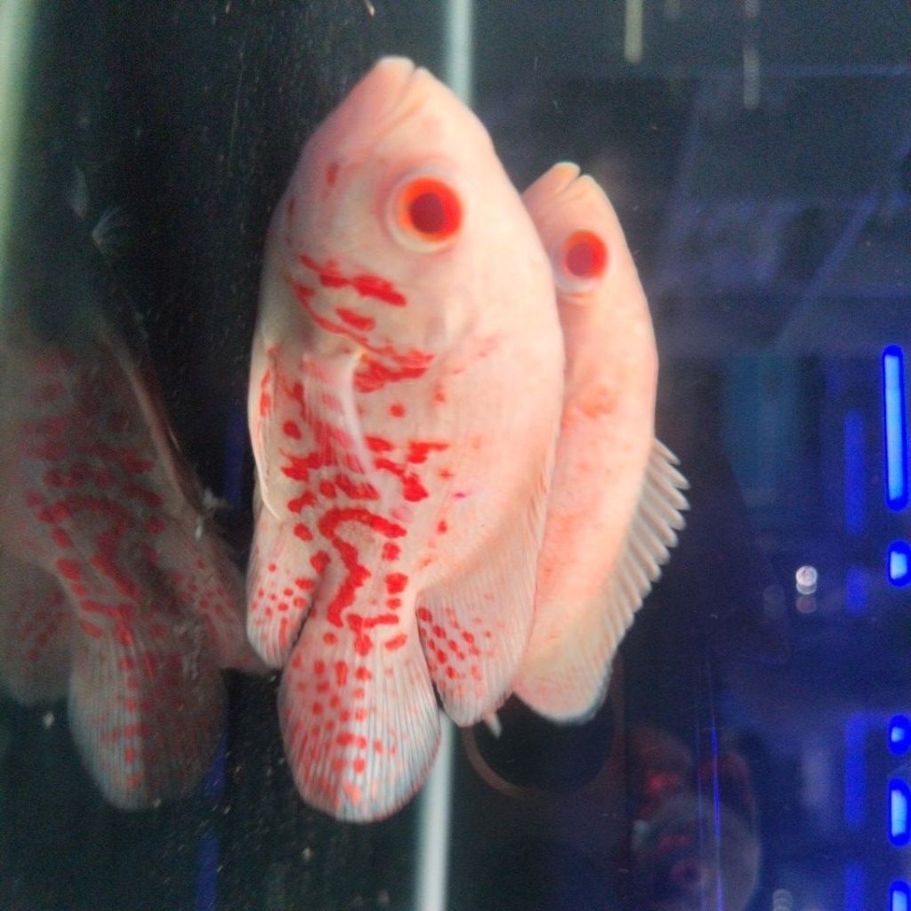 Oscar tiger albino size 2,5-3jari