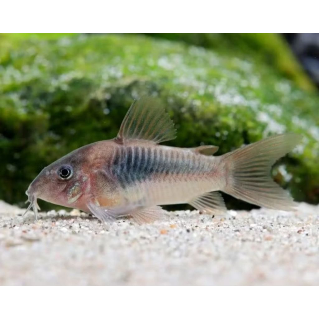 CORYDORAS CORIDORAS ALBINO PANDA AINES STARBAY PER EKOR