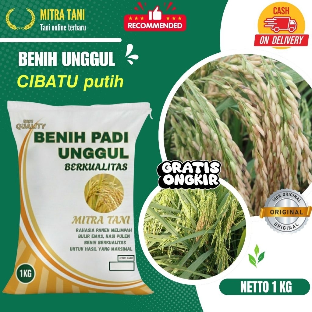 bibit padi cibatu putih