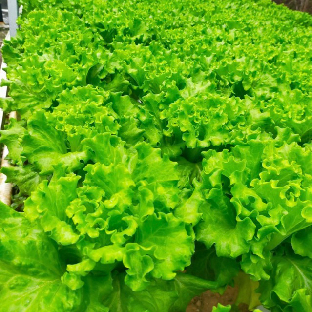 -+5300 benih Bibit Selada Keriting Greenpira Rome 5 gram/selada batavia/maritima caipira sonybel rz 