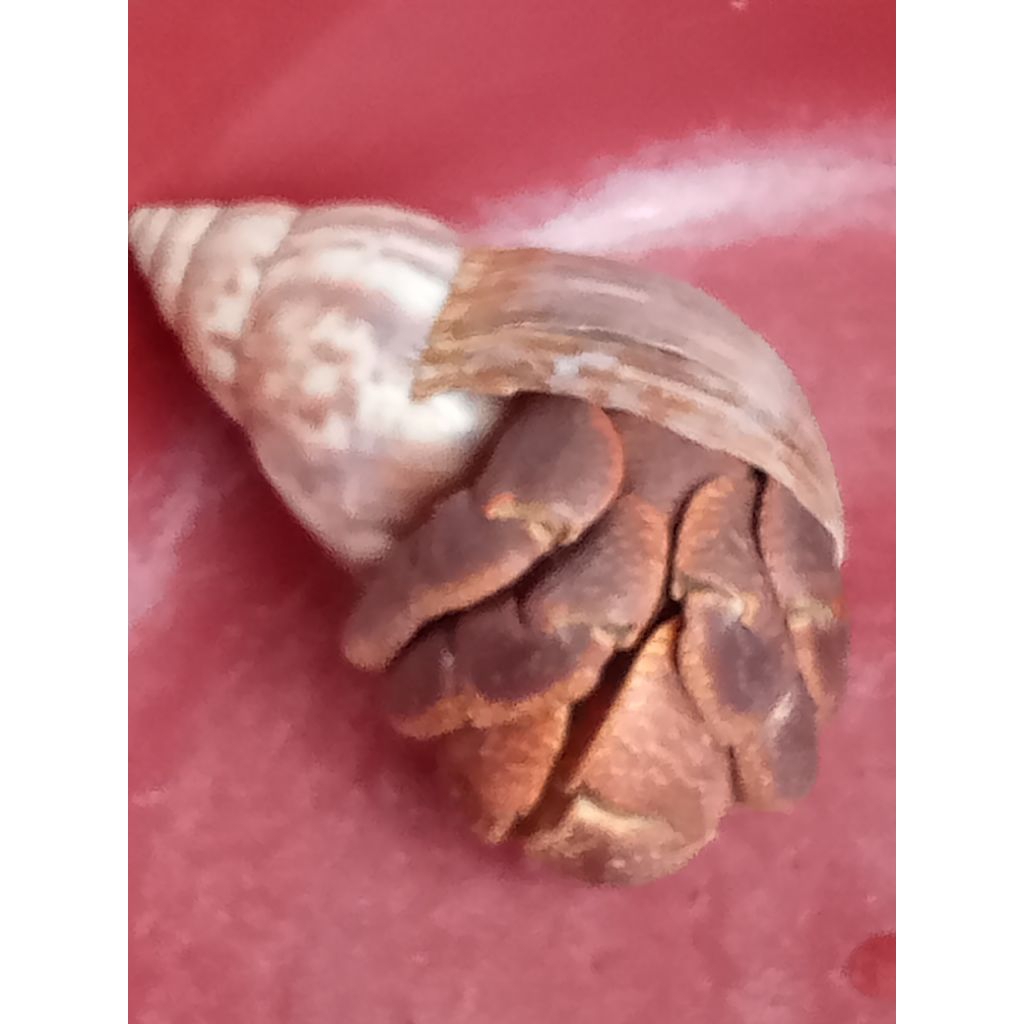 kelomang besar cangkang bekicot dijual satuan 25rbu dpt 2.