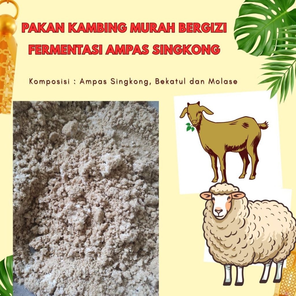 Pakan Kambing Murah Lezat Bergizi, Fermentasi Permentasi Ampas Singkong/ketela