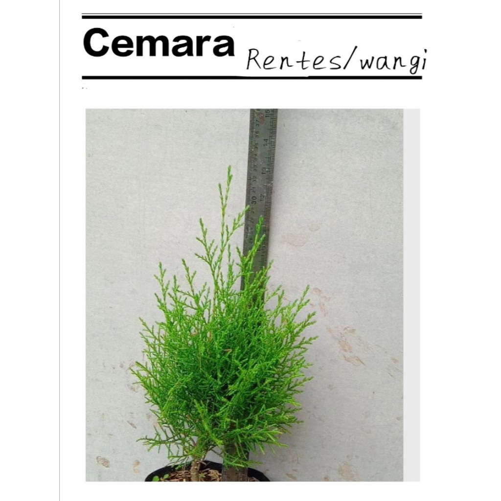pohon Cemara rentes/cemara wangi