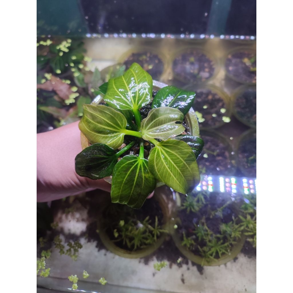 Echinodorus Iguazu 2009 Aquascape