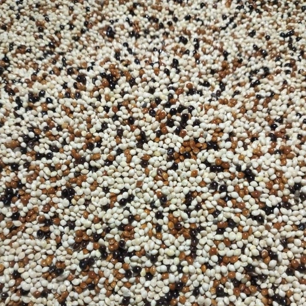 ( 1KG ) MILET PUTIH MIX CAMPUR MILET HITAM DAN MILET MERAH
