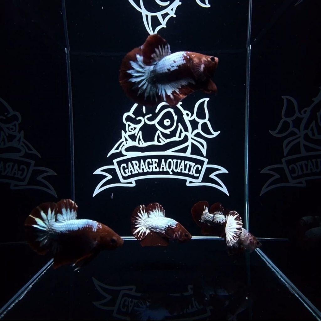 (INSTANT) IKAN CUPANG PLAKAT FCCP TOP GRADE HIASAN AQUARIUM AQUASCAPE