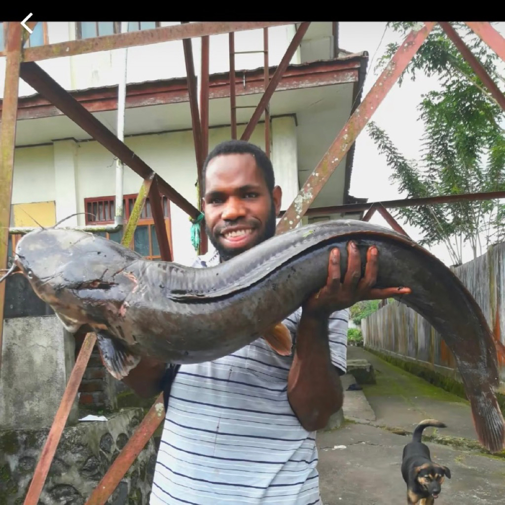 LELE INDUKAN PERTUMBUHAN CEPAT