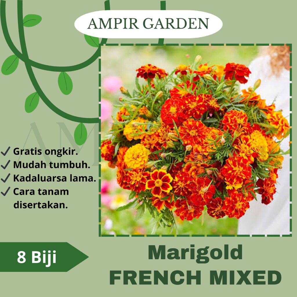 8 Biji Benih Bunga MARIGOLD FRENCH Petite Mix Orange / Bibit Benih Tanaman Bunga Hias Warna Warni Un