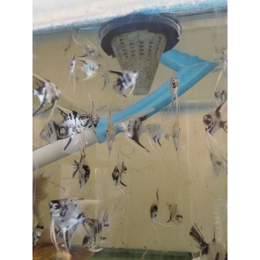 manfish koi size koin isi 10 ekor