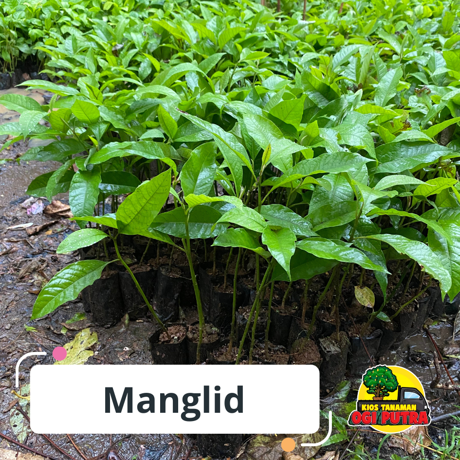 bibit kayu manglid siap tanam
