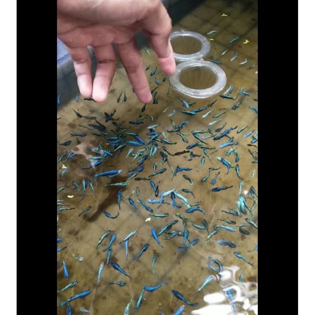 Cupang lubukan Bahanan isi 20 ekor jenis random