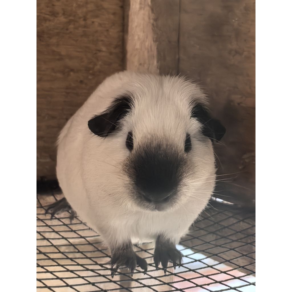 Promo Marmut California White Marmut Hias California Putih - Jantan