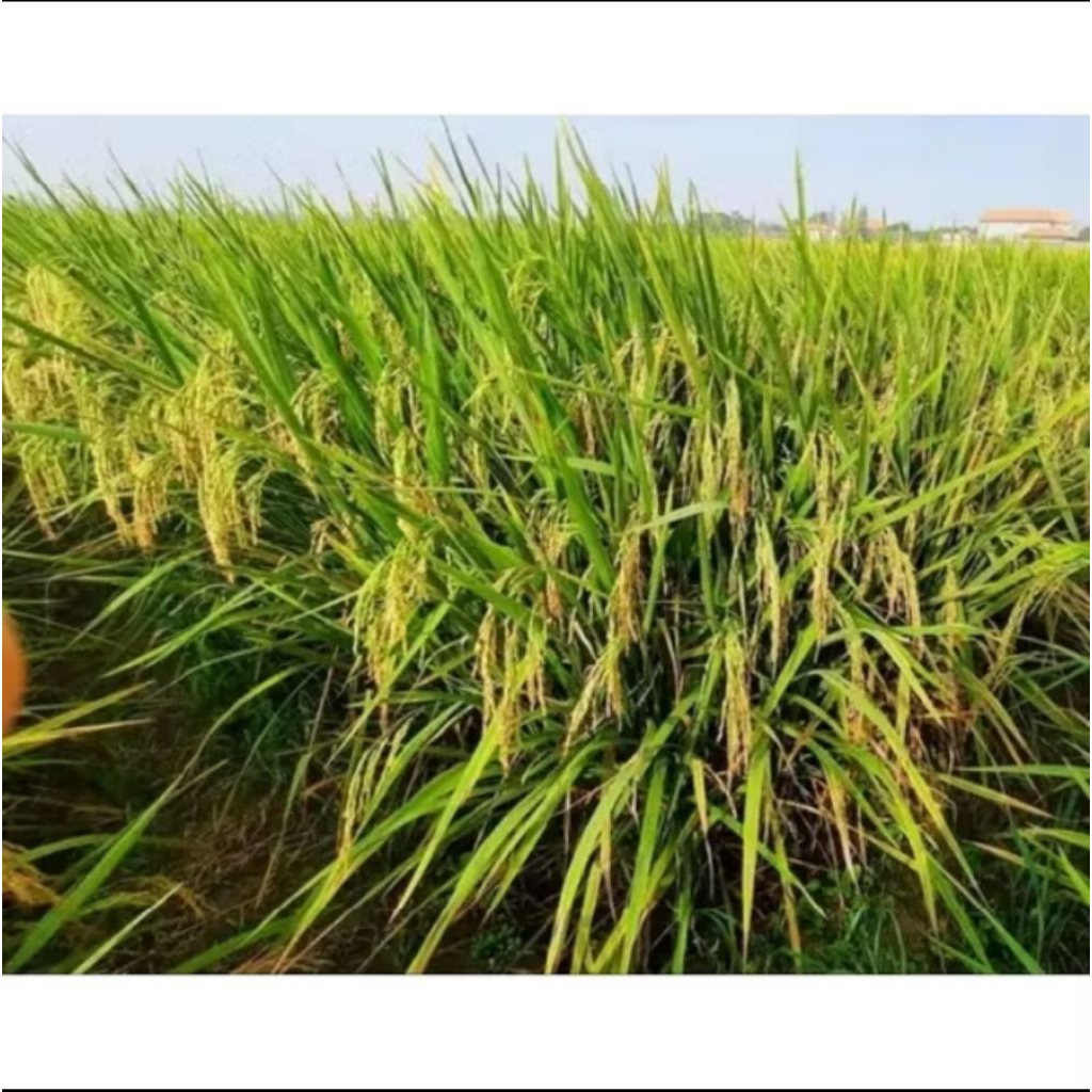 BENIH BIBIT PADI INPARI 49 JEMBAR KEMASAN 1KG