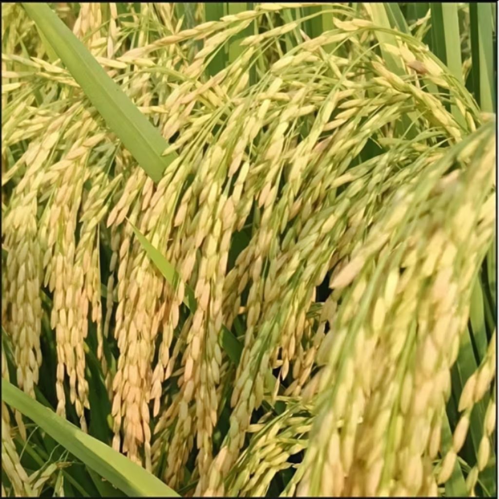 BENIH BIBIT PADI CIHERANG CIPUTRI (CIHERANG MALAI PANJANG) KEMASAN 1KG