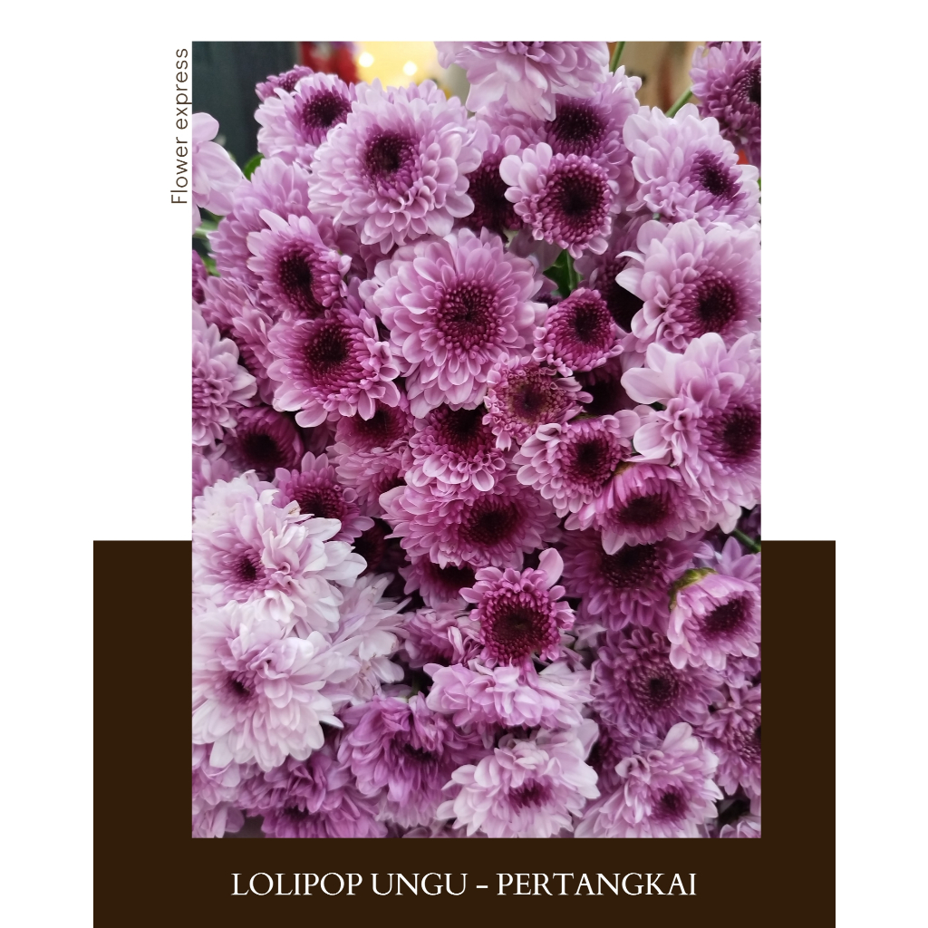 Bunga Aster Lolipop Fresh | Bunga Potong Segar - PerTangkai