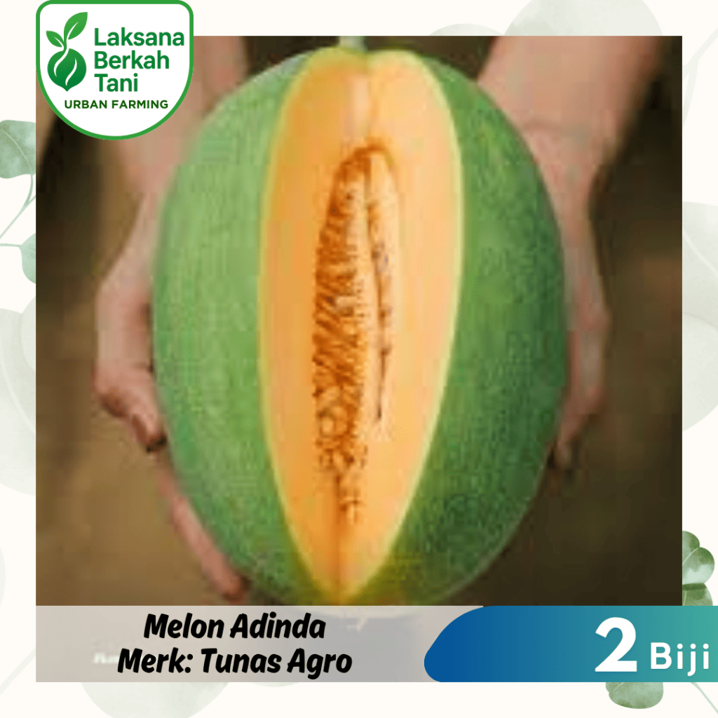 2 Biji Benih Melon ADINDA Kulit Hijau Daging Orange Tunas Agro Seed