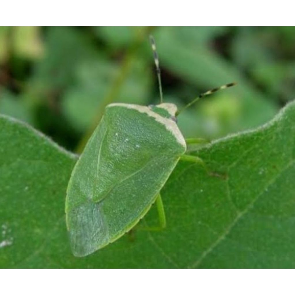 kepik kumbang hijau kepik daun 10 pcs