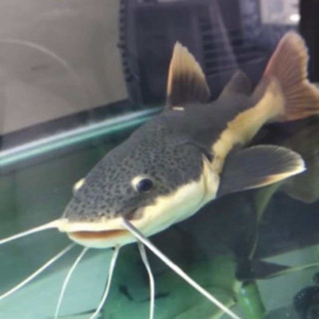 lele RTC size 9-10cm cocok untuk hiasan rumah