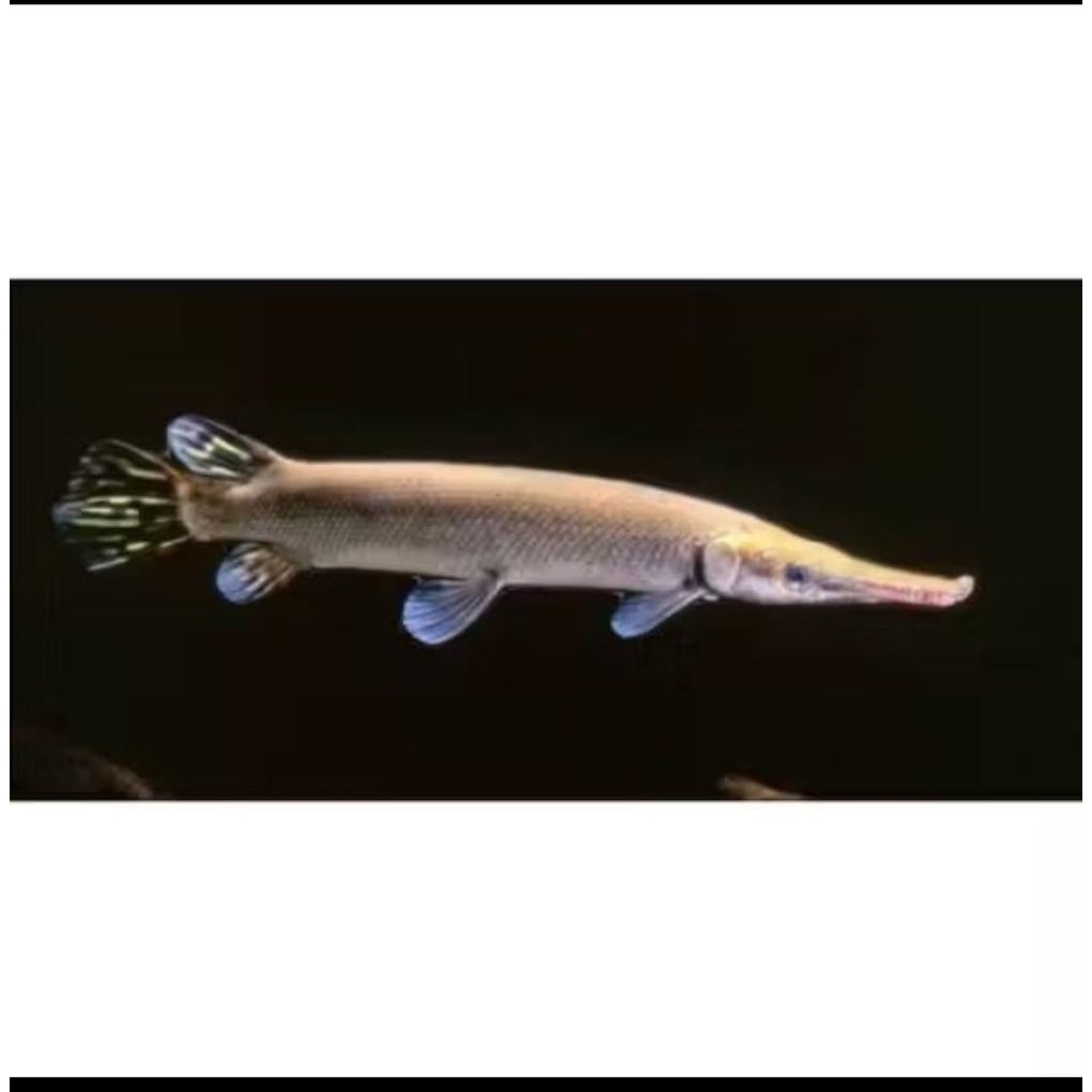 Hiasan Aquarium aligator spatula zise 12-15cm