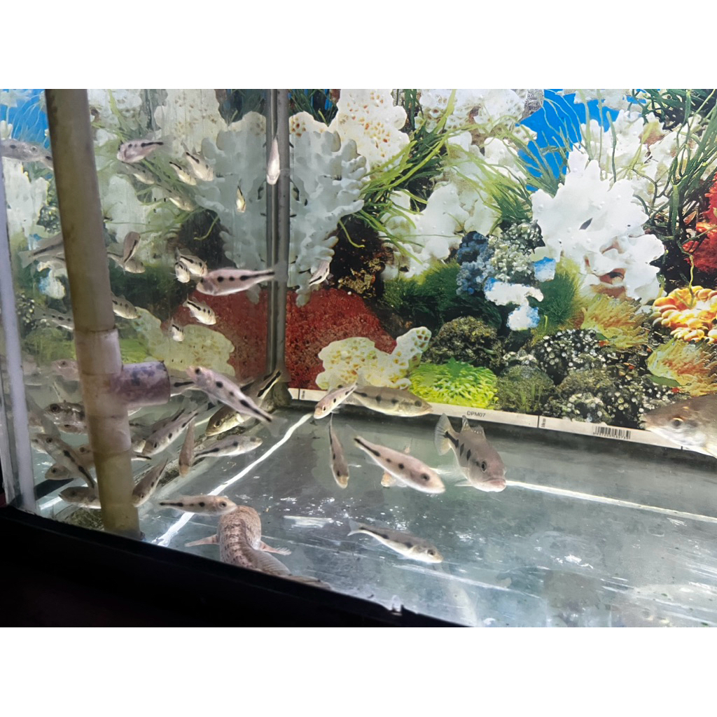 peletdator pbass orinoco 3 spot oreo baby