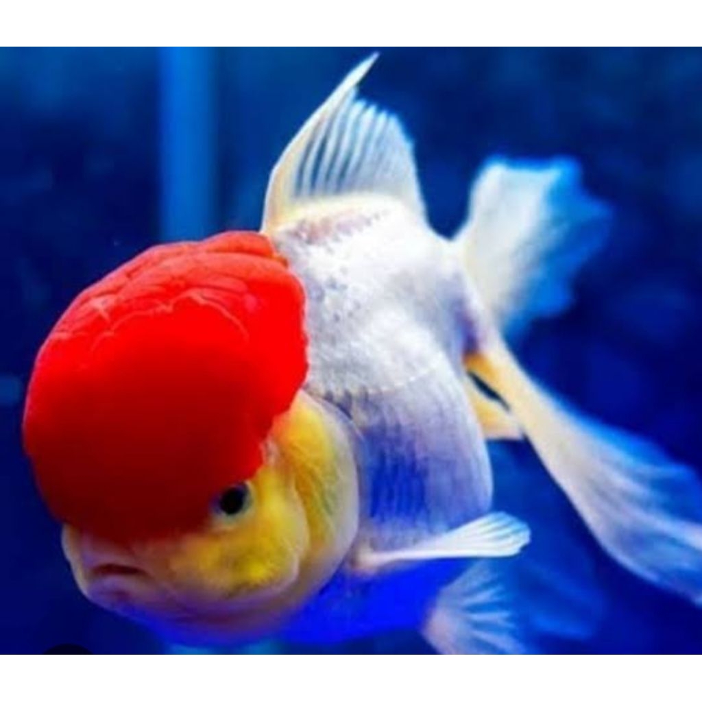 koki oranda merah putih. 75rb = 5 ekor. -+4cm ikan hias aquascape aquatic aquarium air tawar