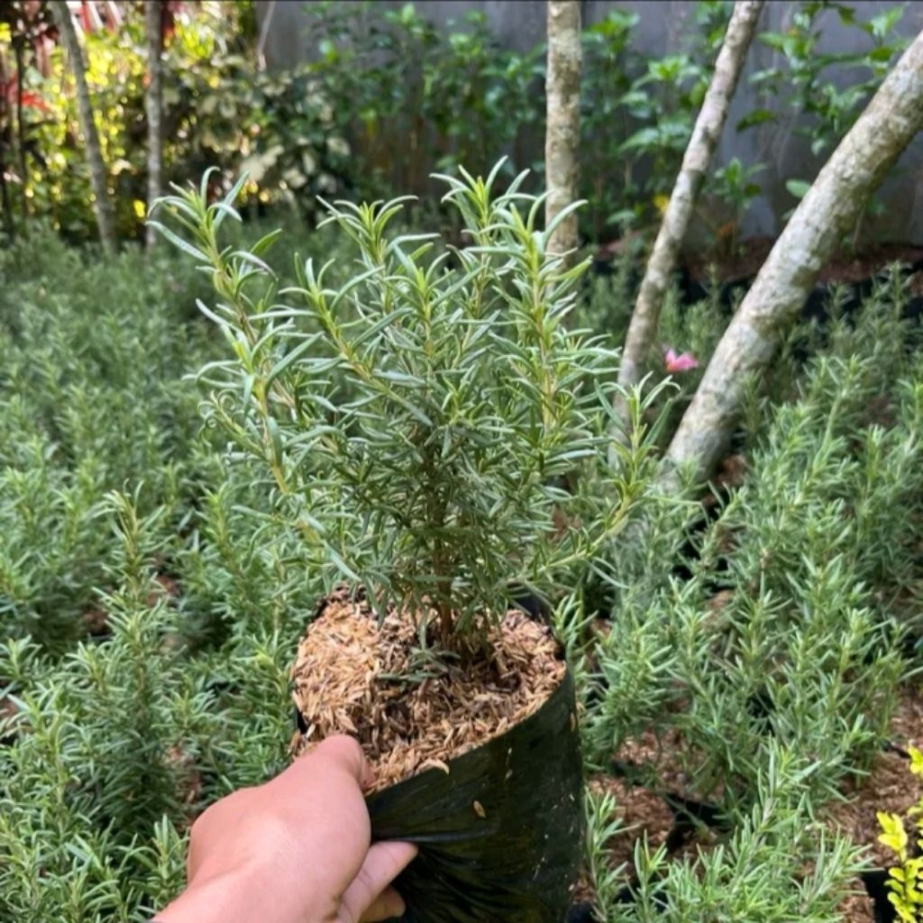 Rosemary Tanaman Wangi Alami Penyejuk Ruangan Dan Pengusir Nyamuk