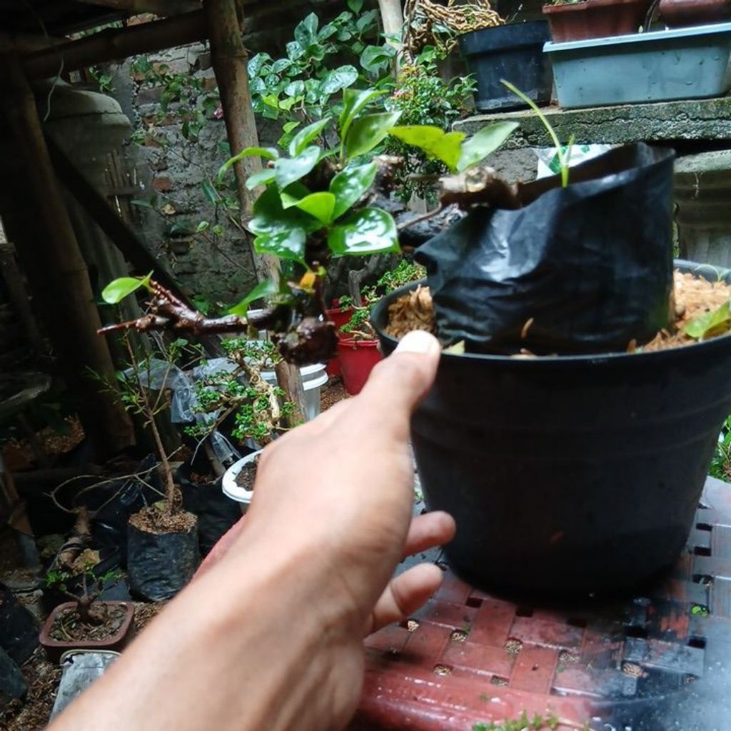 bonsai bugenvil lokal