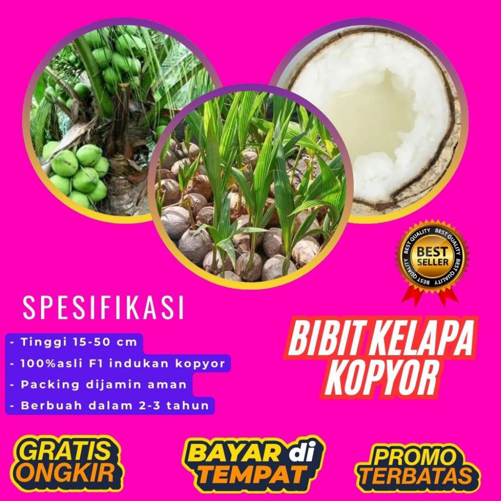PROMO  Bibit Kelapa Kopyor, Bibit Kelapa Kopyor Asli, Bibit Kelapa Kopyor Bersertifikat