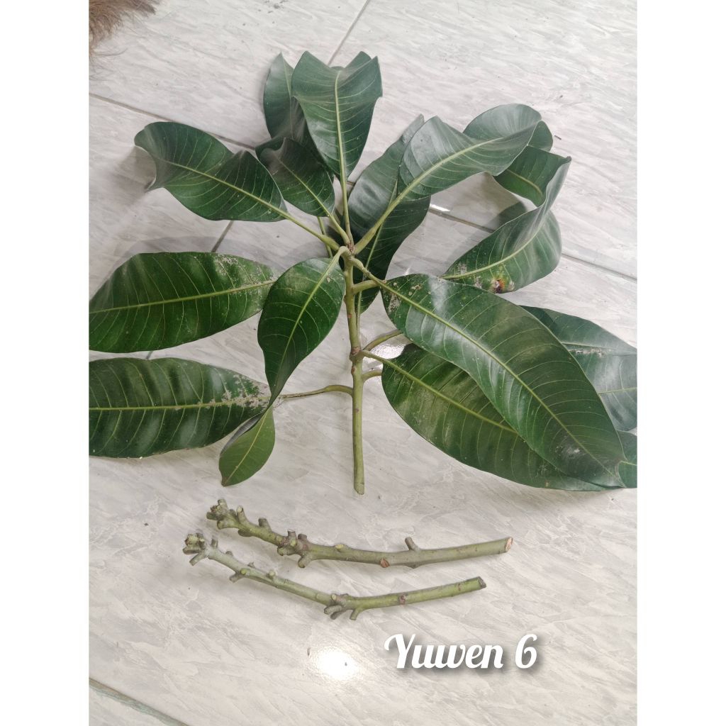 (valid) entres mangga yuwen 6
