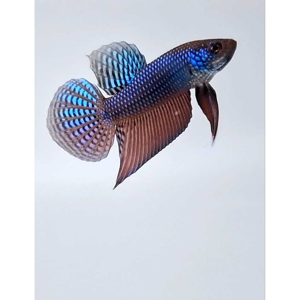 Wild Betta Smaragdina Guitar Hybrid Blue Size M- (Grade)
