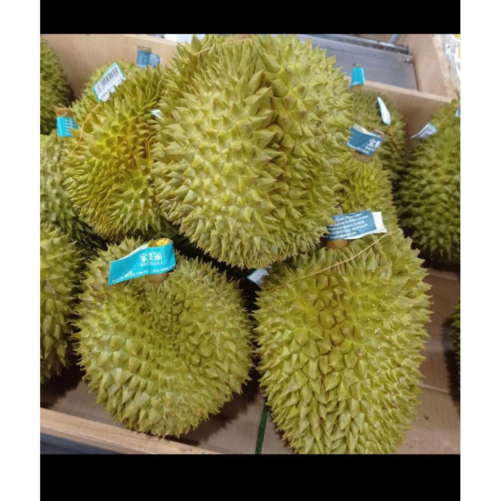 DURIAN MONTONG BULAT UTUH SUPER PREMIUM/5KG