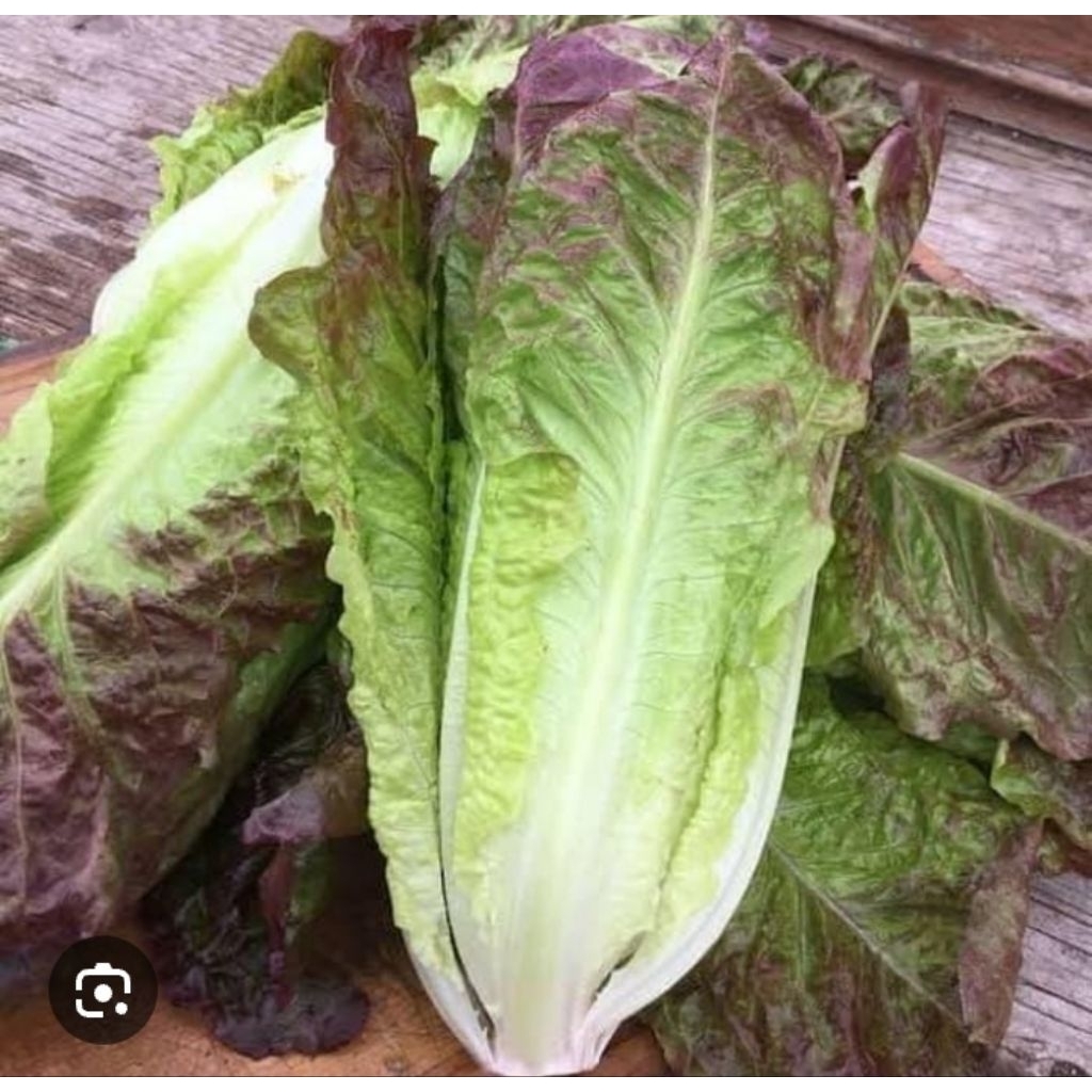 Biji Selada red Romaine