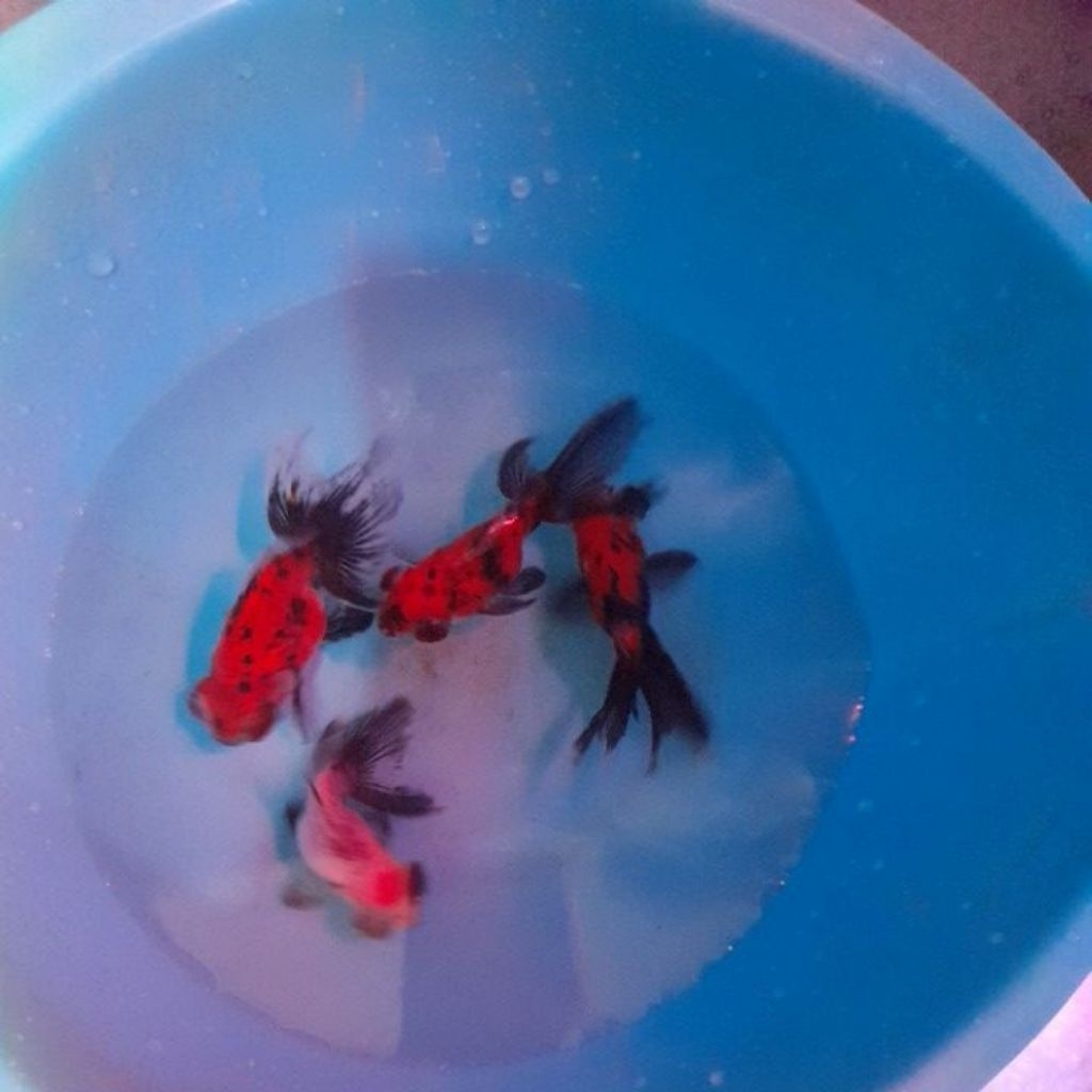 ikan goldfish mata belo